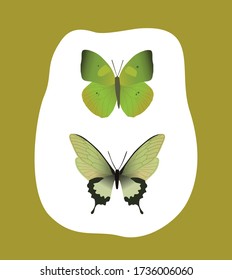 Set colorful realistic butterflies isolated on white background. View Insects Lepidoptera Morpho amathonte Vector illustration