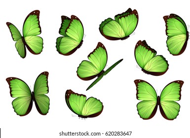 Set colorful realistic butterflies isolated white background  View Insects Lepidoptera Morpho amathonte Vector illustration