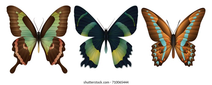 Set of colorful realistic butterflies. Vector 3D illustration