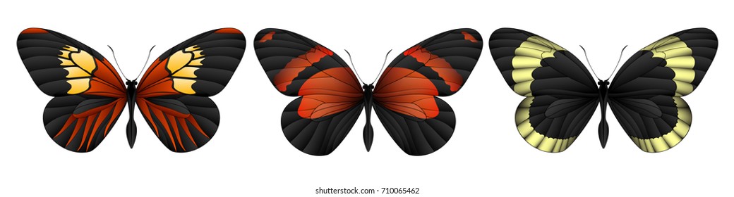 Set of colorful realistic butterflies. Vector 3D illustration