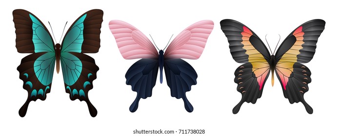 Set of colorful realistic butterflies. Vector 3D illustration