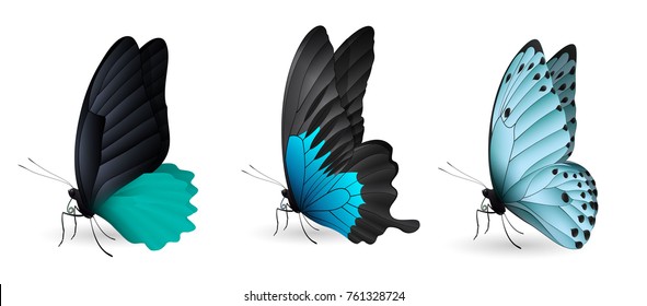 Set of colorful realistic butterflies. Vector illustration