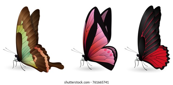 Set of colorful realistic butterflies. Vector 3D illustration
