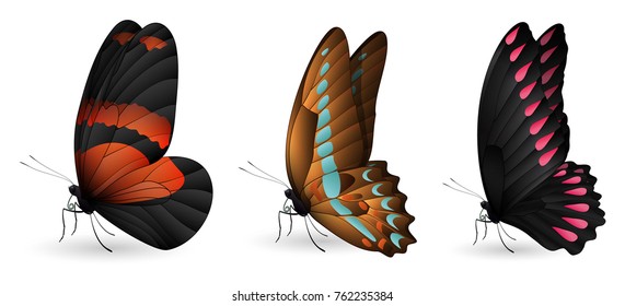 Set of colorful realistic butterflies. Vector 3D illustration