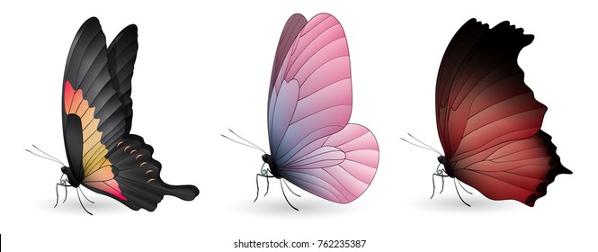 Set of colorful realistic butterflies. Vector 3D illustration