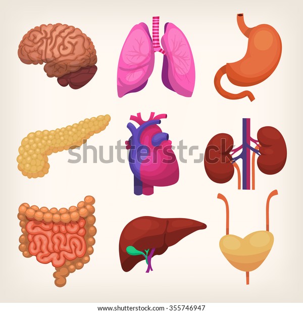 Set Colorful Realistic Human Body Organs Stock Vector Royalty Free 355746947 