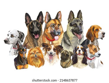 Set of colorful realistic vector portraits of different dogs breeds. Vector isolated illustration. Horizontal banner on white background. For print, decor, design, cards, stickers, t-shirt, posters