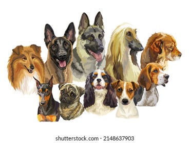 Set of colorful realistic vector portraits of different dogs breeds. Vector isolated illustration. Horizontal banner on white background. For print, decor, design, cards, stickers, t-shirt, posters