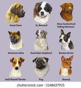 Set of colorful realistic vector portraits of dogs breeds. Vector isolated illustration. Pug, great dane,french bulldog, australian shepherd, akita. For print, decor, design, cards, stickers, t-shirt