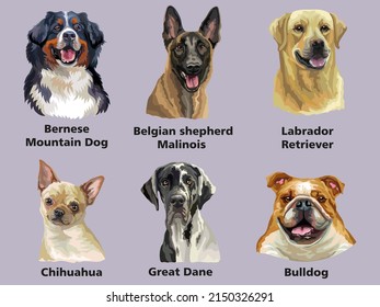 Set of colorful realistic vector portraits of dogs breeds. Vector isolated illustration. Chihuahua, great dane, malinois, labrator retriever, bulldog. For print, decor, design, cards, stickers,t-shirt