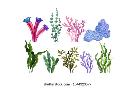 Set of colorful sea plants. Vector illustration.