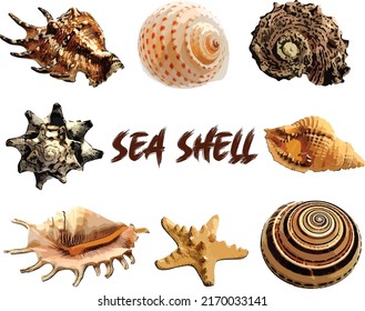 Set of colorful sea shell collection