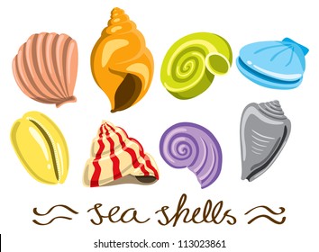 Set Of Colorful Sea Shells