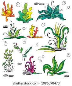 Set of colorful seaweeds and marine plants. Isolated collection of algae, leaves, coral. Vintage style drawn marine flora. Isolated vector illustration. Design for summer beach, decorations.