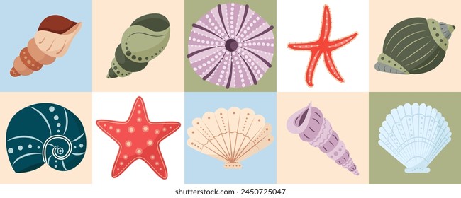 Set of colorful shells. Beautiful Rapana seashells, Starfish, round shell of urchin. Marine life, ocean mollusks