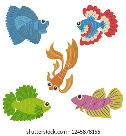 Set of colorful Siamese fighting fish vector illustration cartoon isolated on white background. Betta fish vector.