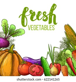 Set of colorful sketch vegetables with pumpkin, corn, tomato, pepper, eggplant, beetroot. Fresh vegetarian natural food. Vector.