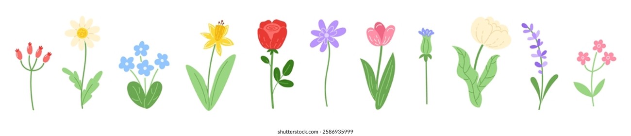 Set of colorful spring wildflowers isolated on a white background