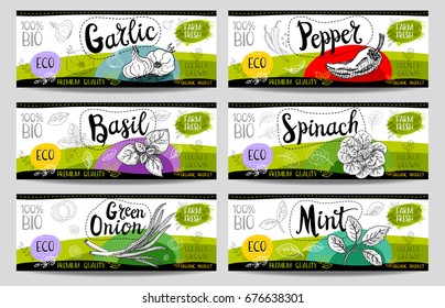 Set of colorful stickers in sketch style, food and spices, white, horizontal. Garlic, pepper, basil, spinach, mint, green onion. Vegetables, farm fresh. locally grown. Hand drawn vector illustration.