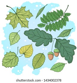 Set of colorful summer leaves. Vector illustration.