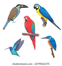 Set of colorful tropical birds, macaw, toucan, hummingbird, isolated on white background. Hand drawn vector illustration