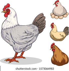 Set of colorful vector illustrations of chicken. Domestic fowl with transparent background