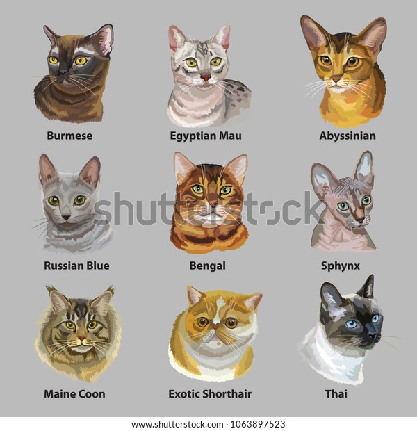 Set Colorful Vector Portraits Cats Breeds Stock Vector Royalty