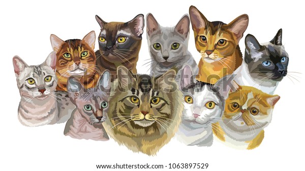 Set Colorful Vector Portraits Cats Breeds Stock Vector Royalty