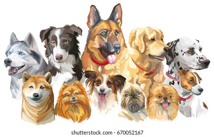 Set of colorful vector portraits of dog breeds isolated on white background