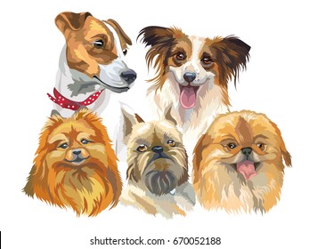 Set of colorful vector portraits of dog breeds isolated on white background