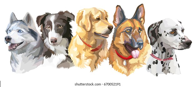 Conjunto de retratos vectoriales coloridos de razas de perros aisladas en fondo blanco