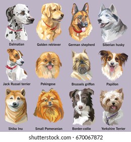 Set of colorful vector portraits of dog breeds isolated on white background