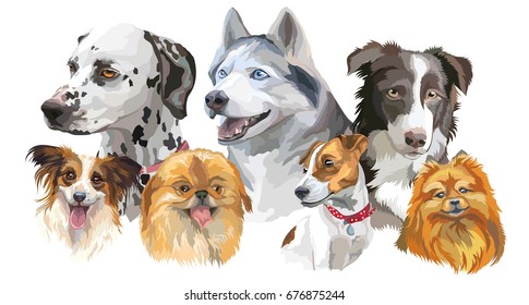 Set of colorful vector portraits of dog breeds (siberian husky, border-collie; Dalmatian, jack Russel terrier, papillon, small pomeranian,Pekingese) isolated on white background