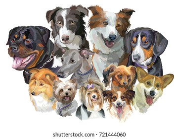 Set of colorful vector portraits of dog breeds (Rottweiler, border collie; toy, Biewer and Yorkshire Terriers, papillon, Welsh Corgi, Sheltie, Greyhound, Entlebucher  Dog) isolated on white background