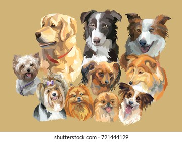 Set of colorful vector portraits of dog breeds ( retriever, border collie; toy Terrier, papillon, Sheltie,Yorkshire Terrier, Biewer terrier, small pomeranian, Pekingese) isolated on beige background