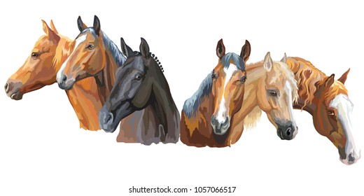 Set of colorful vector portraits of horses breeds (Trakehner horse, Welsh Pony, Appaloosa horse) isolated on white background