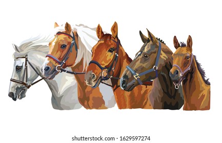 Set of colorful vector realistic portraits of horses breeds looking in profile. Group of horses in bridle isolated on white background. Vector colorful portraits of horses.