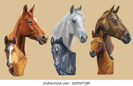 Set of colorful vector realistic portraits of mares and foals looking in profile. Group of horses isolated on beige background. Vector colorful portraits of horses.