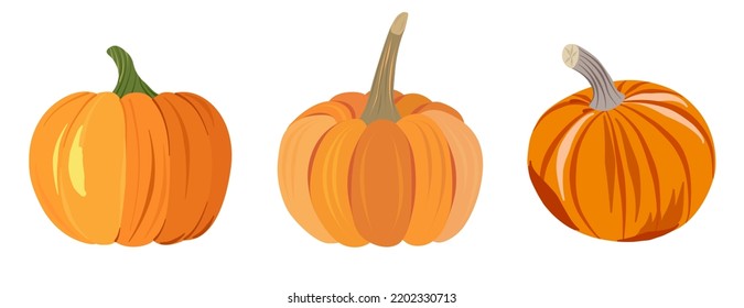Conjunto de verduras coloridas. Diferentes variedades de calabaza. Calabazas amarillas, naranjas maduras con tallos verdes. Estilo plano de caricatura para diseño de pancartas, impresión, menú. Símbolo de deliciosa comida sana. Vector