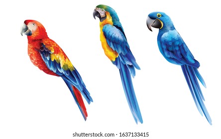 Set of colorful watercolor parrots in different coloration