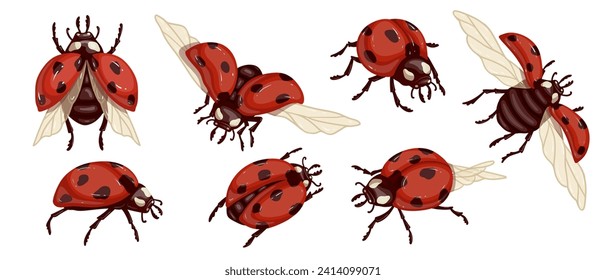 Set of colorful winged ladybug insects.Vector graphics.