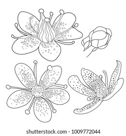 set coloring flower of the Saxifrage urbrosa  vector illustration