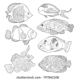 set coloring red sea fish Arabian surgeon Sohail, Mandarin, Fish parrot.  vector illustration
