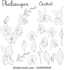 Set of colorless phalaenopsis orchids isolated on white background 