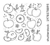 Set of colorless various apples and apple slices in doodle style. Vector line illustration isolated on background.