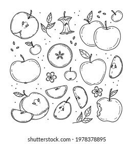 Set of colorless various apples and apple slices in doodle style. Vector line illustration isolated on background.