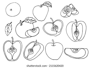 Set of colorless various apples and apple slices in doodle style. Vector line illustration isolated on background.