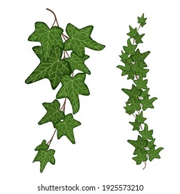 Set of coloured green evy branch with leeves