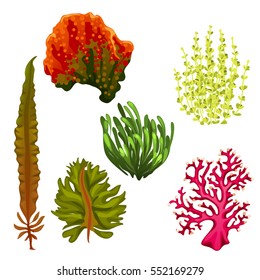 Set of colourful aquatic plants and coral isolated on white background. Plants of coral reefs. Vector cartoon close-up illustration.