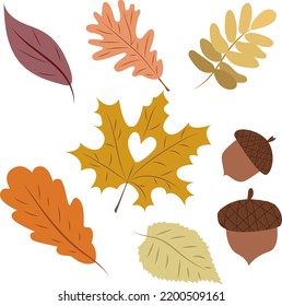 set of colourful autumn leaves  and acrons. vector fall leaves